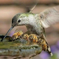 Humming Bird and Bees, Friends