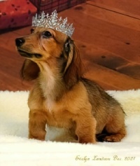Our "Diva".  Miniature Dachshund puppy.