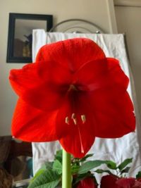 My Amaryllis says 'HELLO!'