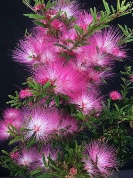 Calliandra brevipes ‘Pink Lilian’ – Brazilian Pink Powder Puff