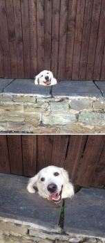 Dogs that just want to say "hello"