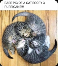 Rare picture of a Cat-egory 3 Purricane