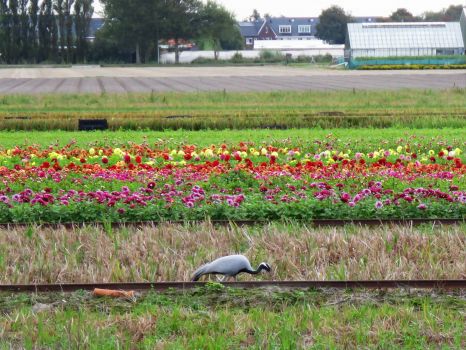 Jufferkraanvogel te Noordwijkerhout