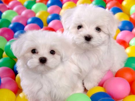 Cute little white doggies