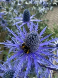 Bee on a blue thistle