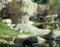 San Diego Zoo - Polar Bears with a Pile of Snow!