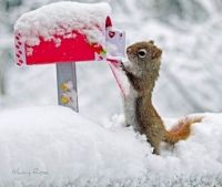 squirrel valentine