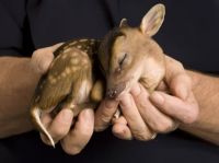 Rupert, baby Muntjac deer