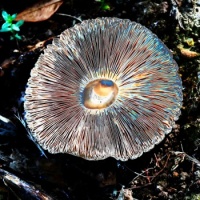 Mushroom underside