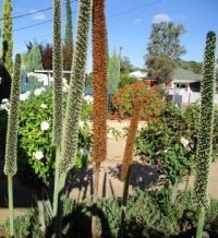 Yacca plant  in my garden South Australia