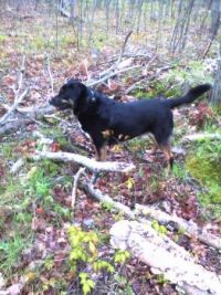 Bear mushroom hunting