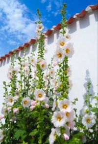 Flowers for today :-)