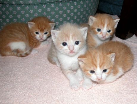 Theme: Cats - Abby's Babies, May 2011