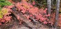 closeup Fall on Mt Hood, OR (1)