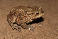 Toad in the hall