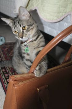 My cat wants a purse