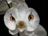 Owl Orchid
