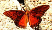 Orange Gulf Fritilliary Butterfly