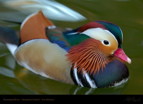 Exquisite picture of a Mandarin Duck!!