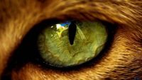 WOW cat eye