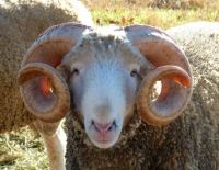 Horned Dorset Ram