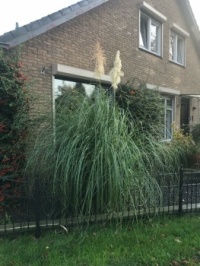 Yucca (in my street)