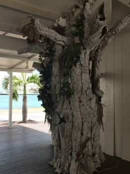 Tree in Aruba
