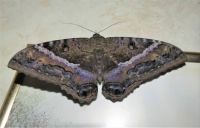 Female Black Witch Moth