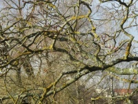 Branches with lichen