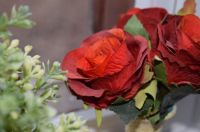 Roses