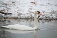 Winter Swan