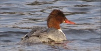 Grote zaagbek