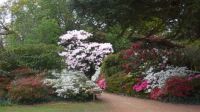 Exbury Gardens to remind us of spring