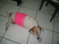 Sweet Suzie after surgery