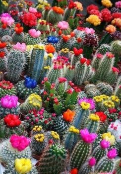 Beautiful cactuses