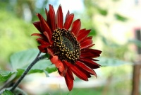 red flower