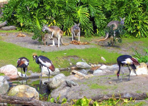 Beautiful animals and birds at Animal Kingdom
