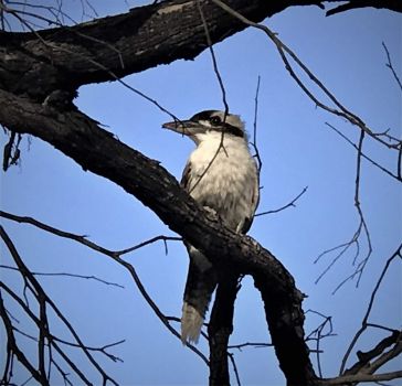 kookaburra in the wild at Cordolla