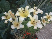 flowers