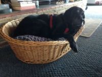 Old Millie