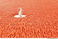 bunny w carrots