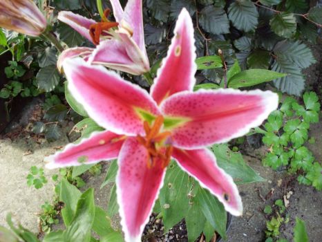 star lily