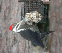 Pileated female at my feeder