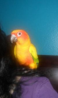chucho