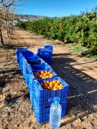 Series Spain: The province of Valence. This where most of the oranges come from that we eat in Holland!