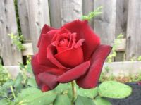 Oklahoma Rose