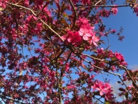 Spring at Willmore Park (medium)