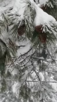 PINECONES IN WINTER