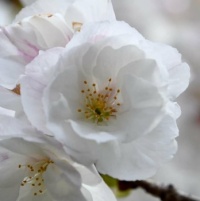 Flower on a tree,  pretty bud