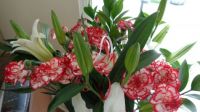 Lilies and Carnations